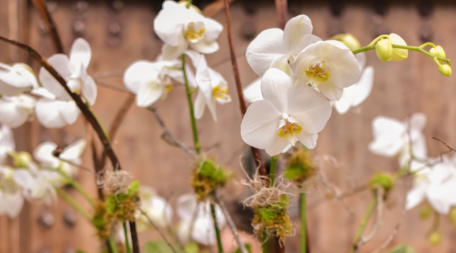 The Beauty of An Orchid ft. Brookwood Designs