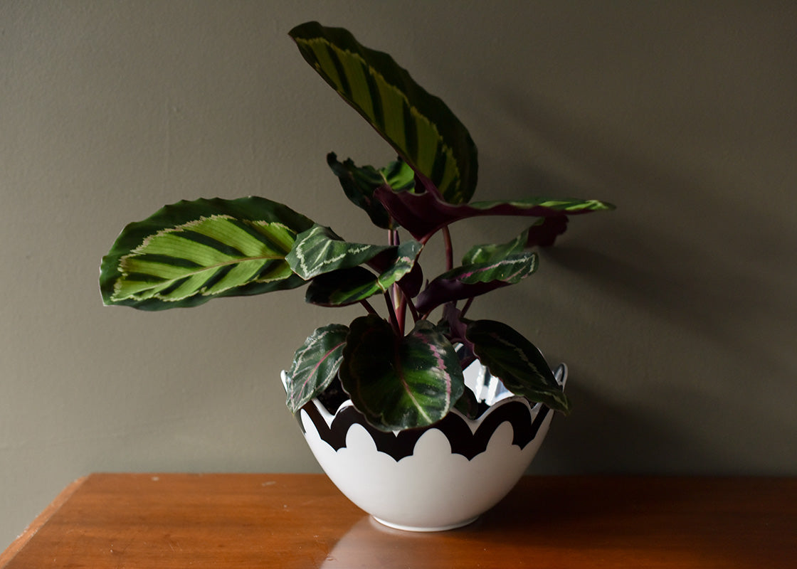 Front View of Black Arabesque Scallop 9in Bowl Used as Planter with Tropical Plant Placed Inside