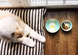 Mint Color Block Small Dog Bowl