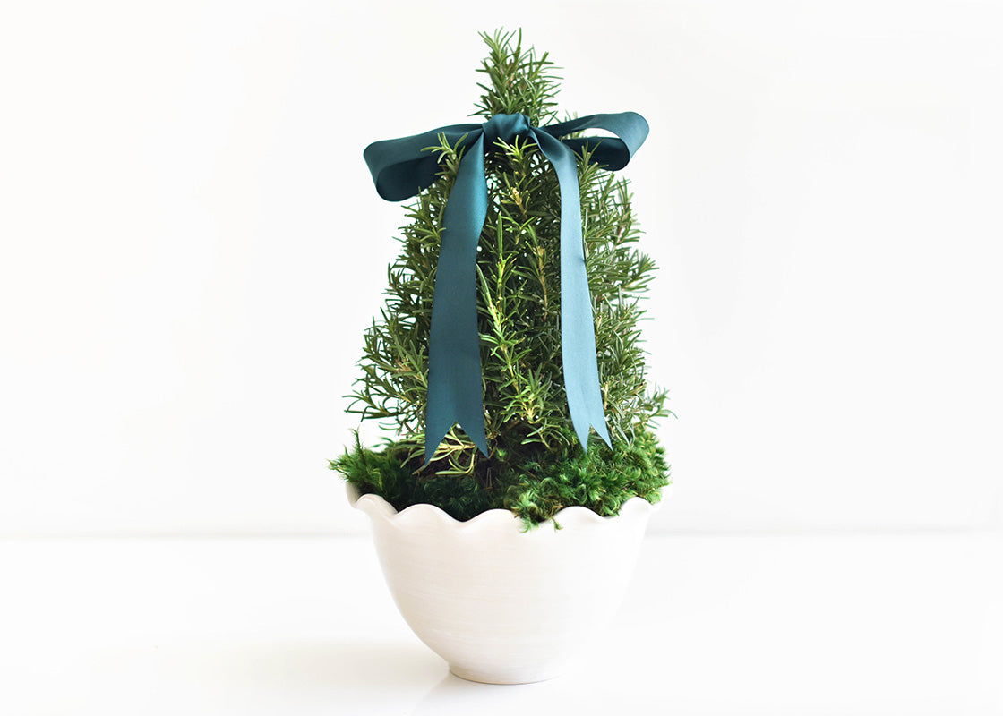 Front View of Live Mini Christmas Tree Placed in Signature White Ruffle Bowl as Planter and Tied with a Green Satin Bow Creates a Unique Gift